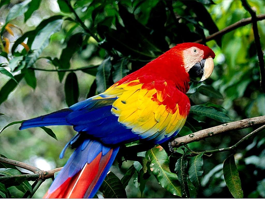 Nature Parrot Wallpapers HD Wallpapers
