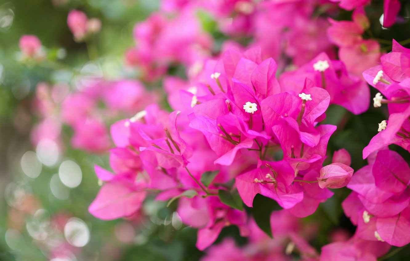 Wallpaper Leaves Flowers Branches Background Pink Bokeh