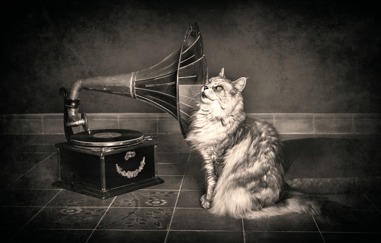 Wallpaper Cat Gramophone Hearing Image For Desktop Section