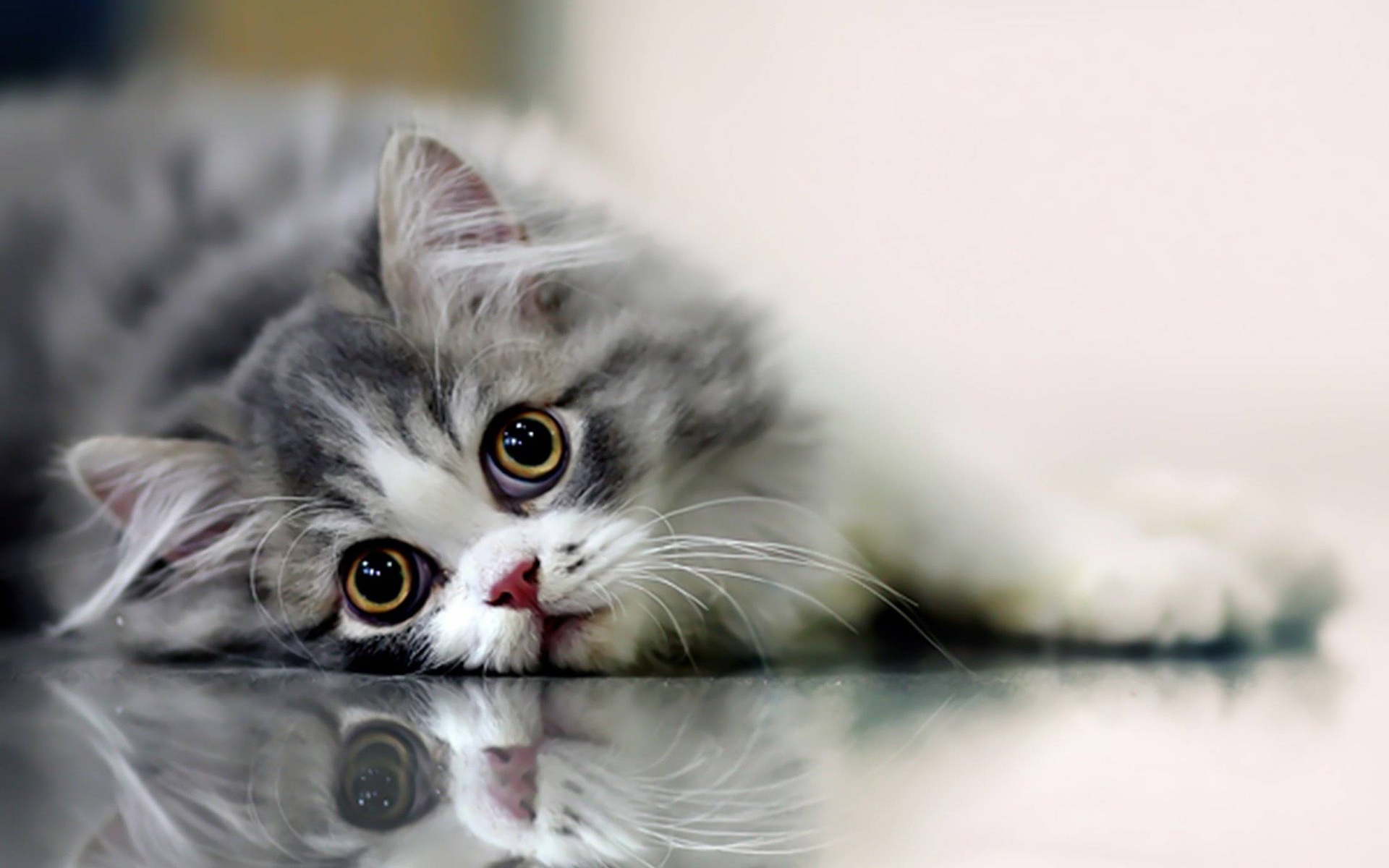 Cat Computer Wallpaper Desktop