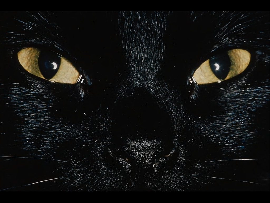 Black Cat Close Up Face HD Wallpaper Wide