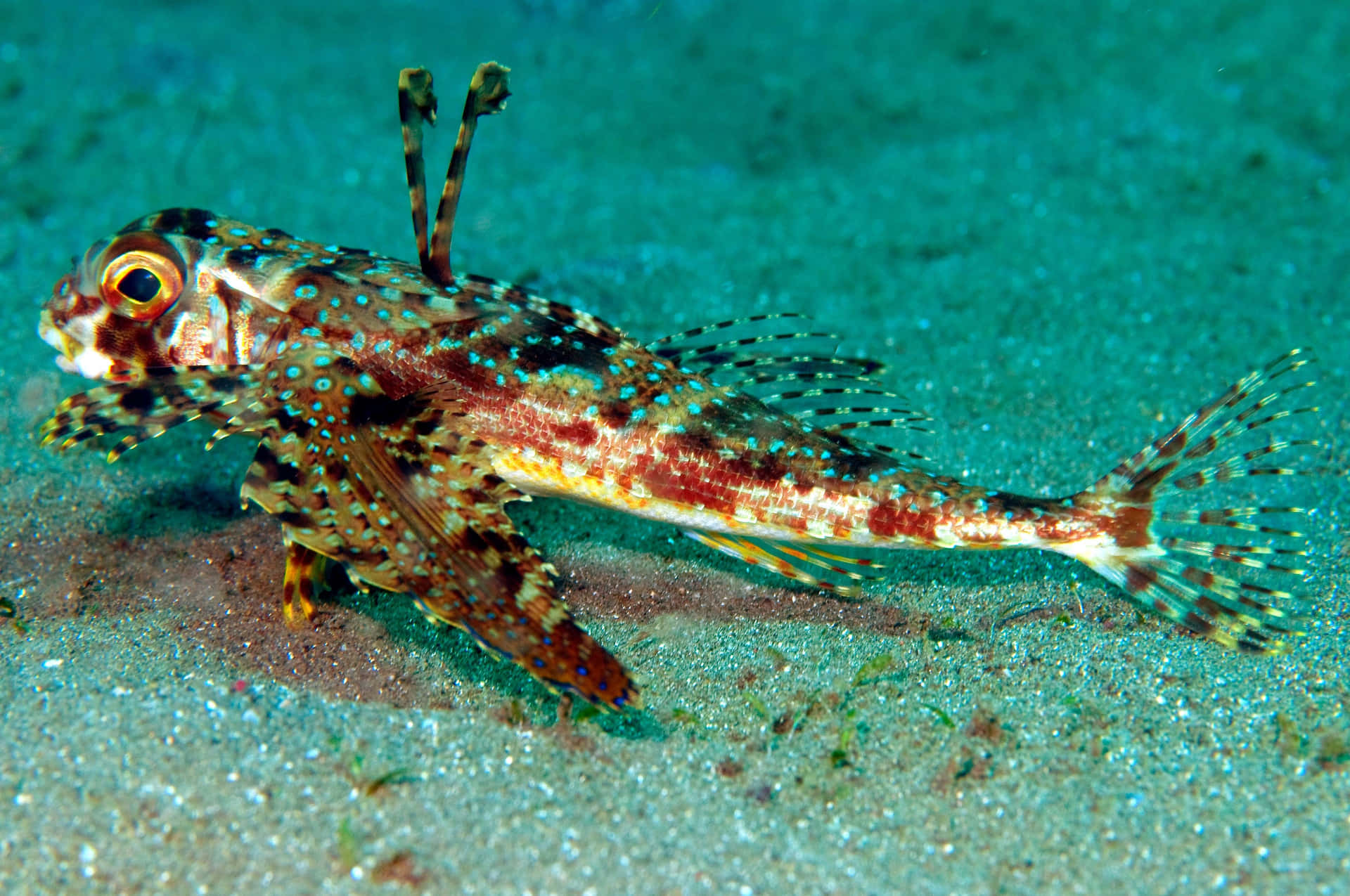 Colorful Flying Gurnard On Seabed Wallpaper
