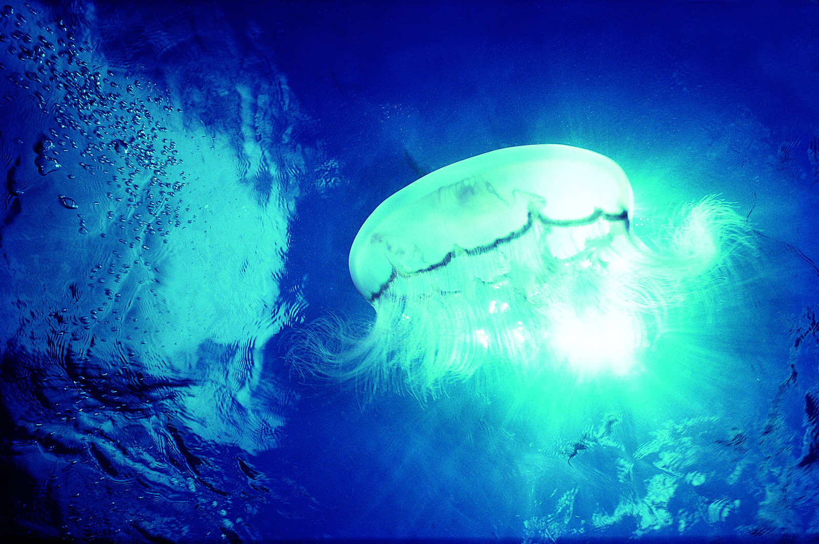 Jellyfish HD Desktop Wallpaper Stock Photos
