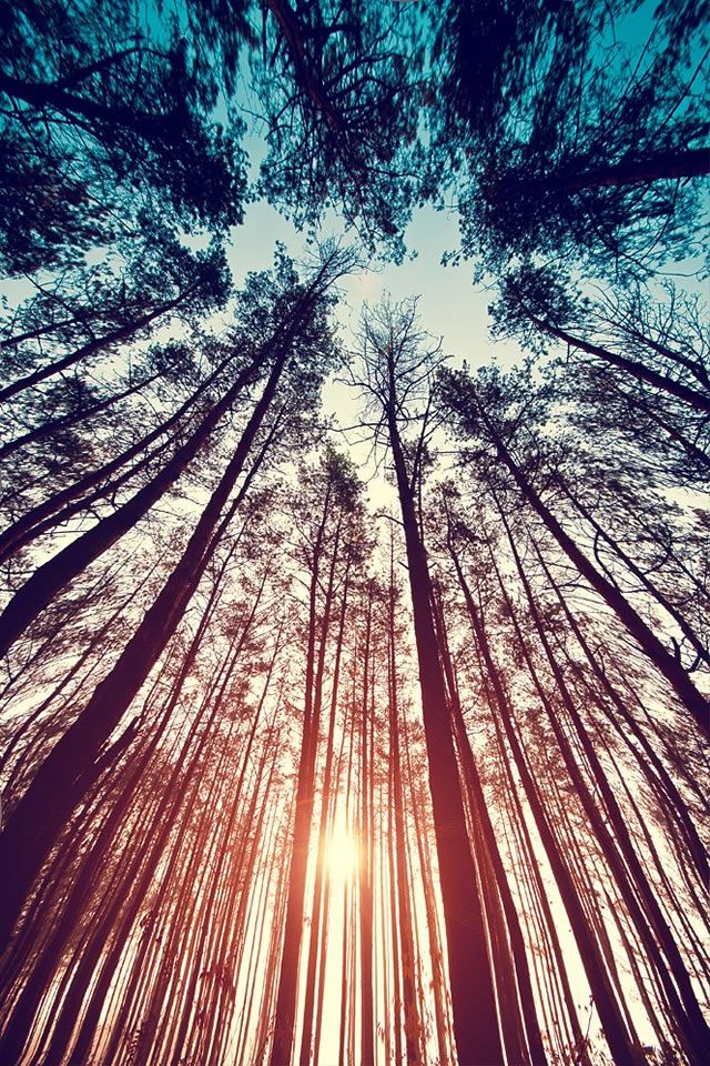 iPhone 4s Trees Wallpaper