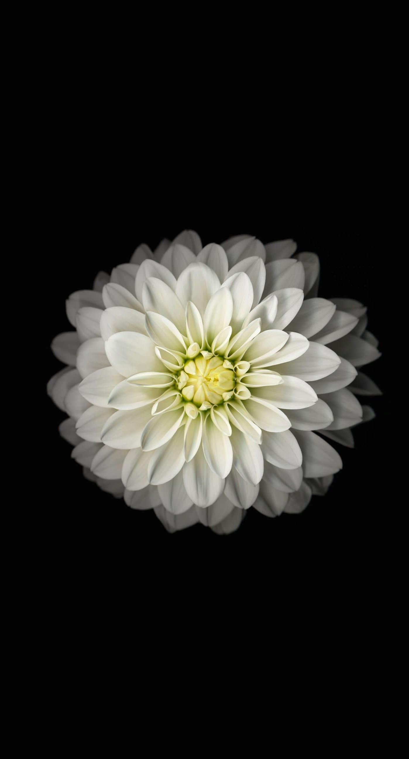 White Flower iPhone Wallpaper On