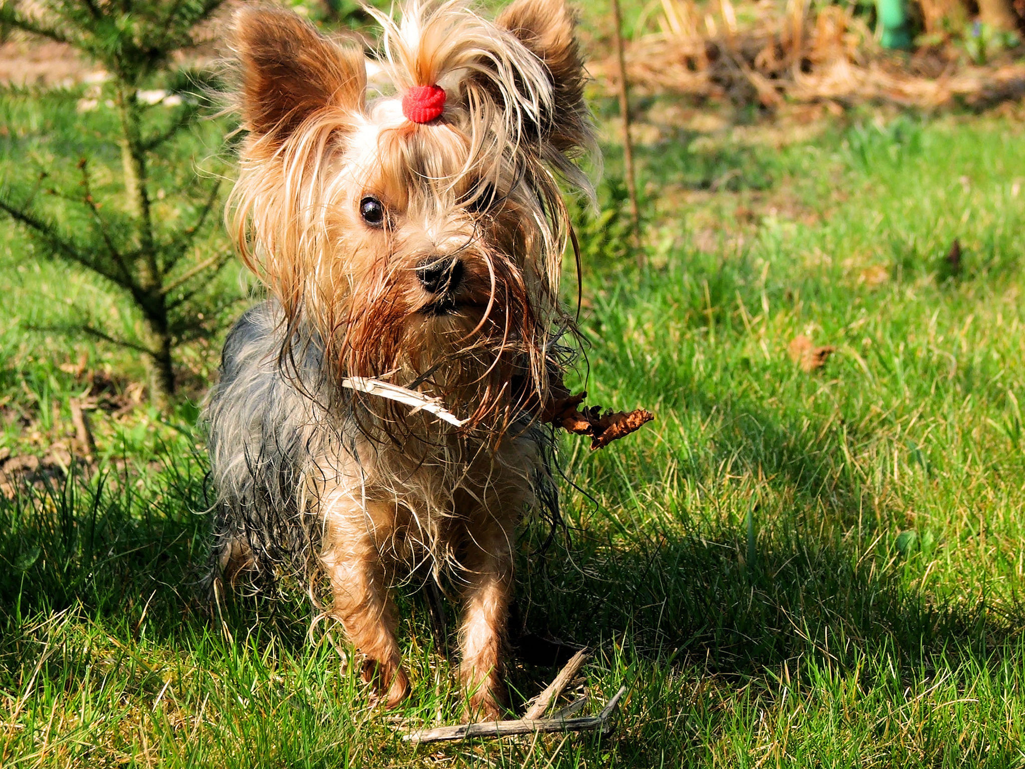 Yorkshire Terrier In Grass Wallpaper My Doggy Rocks