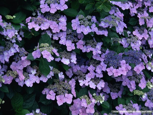 Deep Purple Hydrangea Lacecap Flowers Wallpaper Pictures
