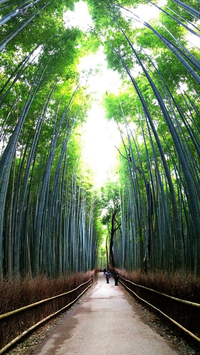 Bamboo Forest iPhone 5s Wallpaper iPad