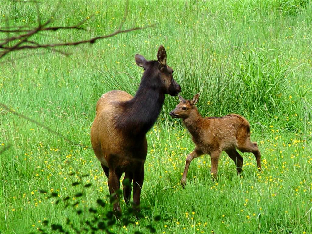Cute Baby Animal Pictures Deer Wallpaper HD