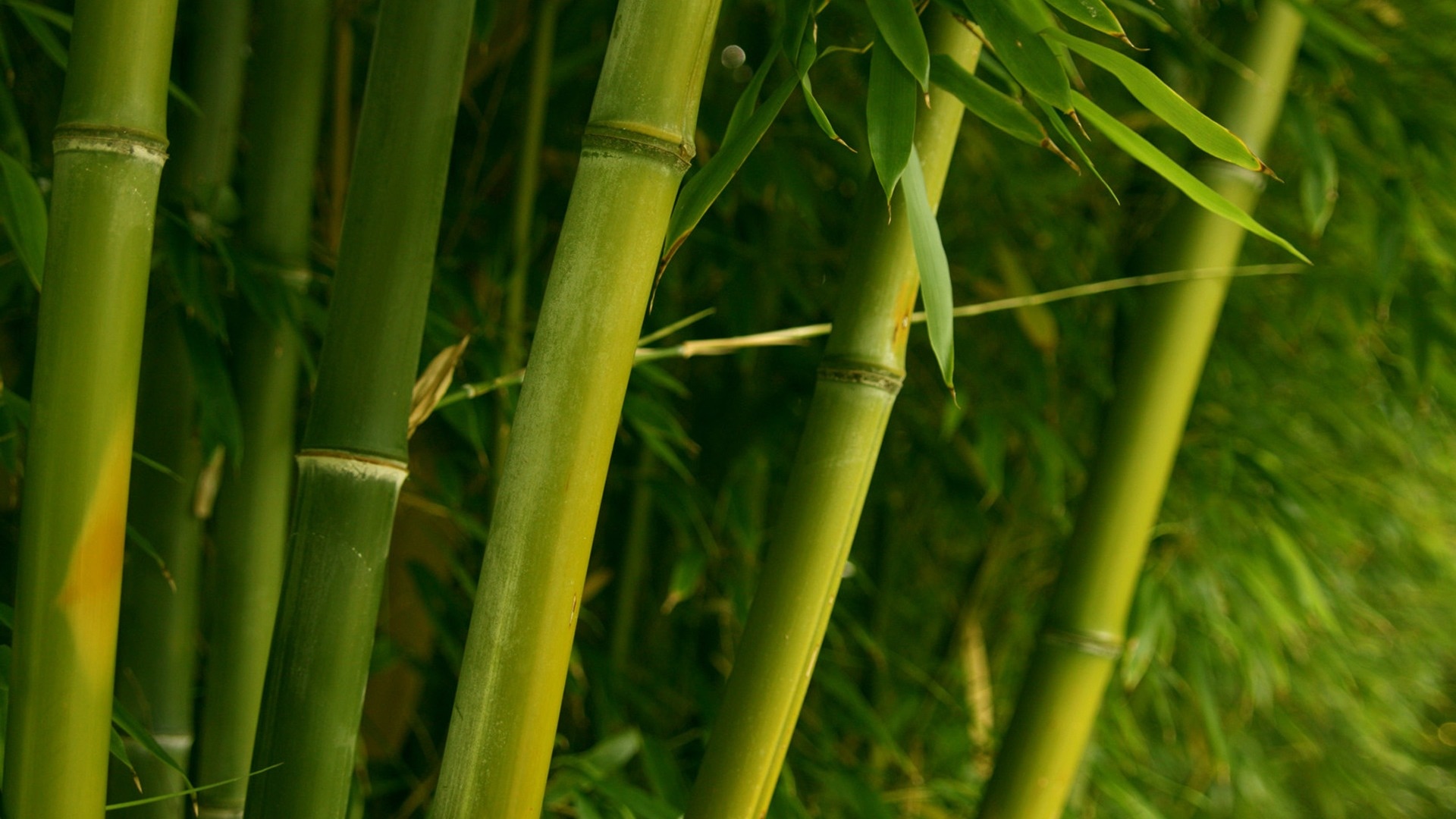HD Bamboo Wallpaper