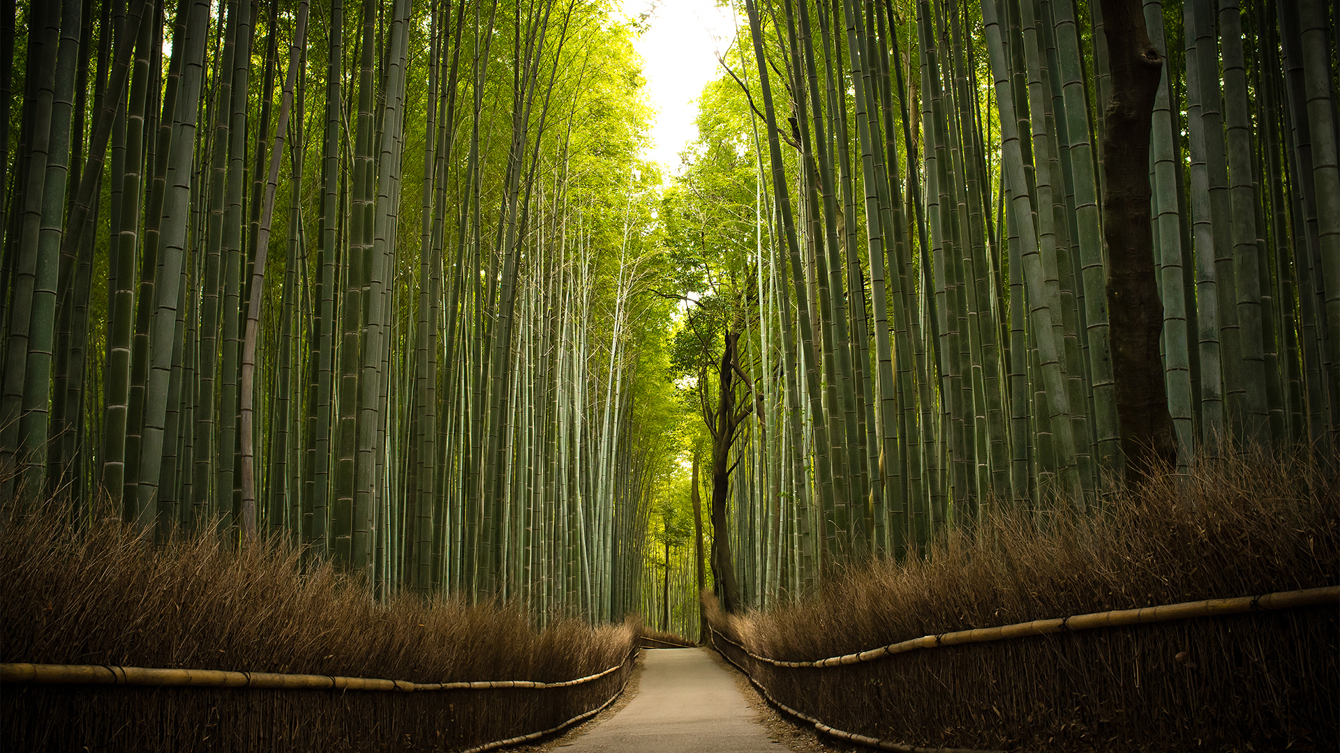 Amazing Bamboo Forest Wallpaper Screen