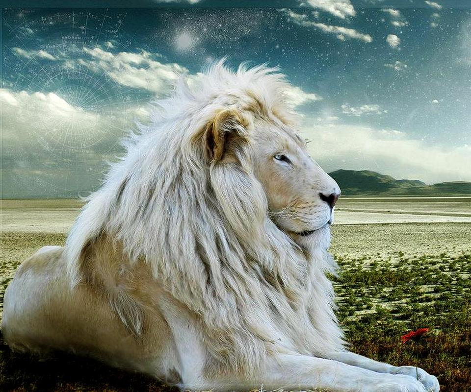 Galaxy S Wallpaper Lion
