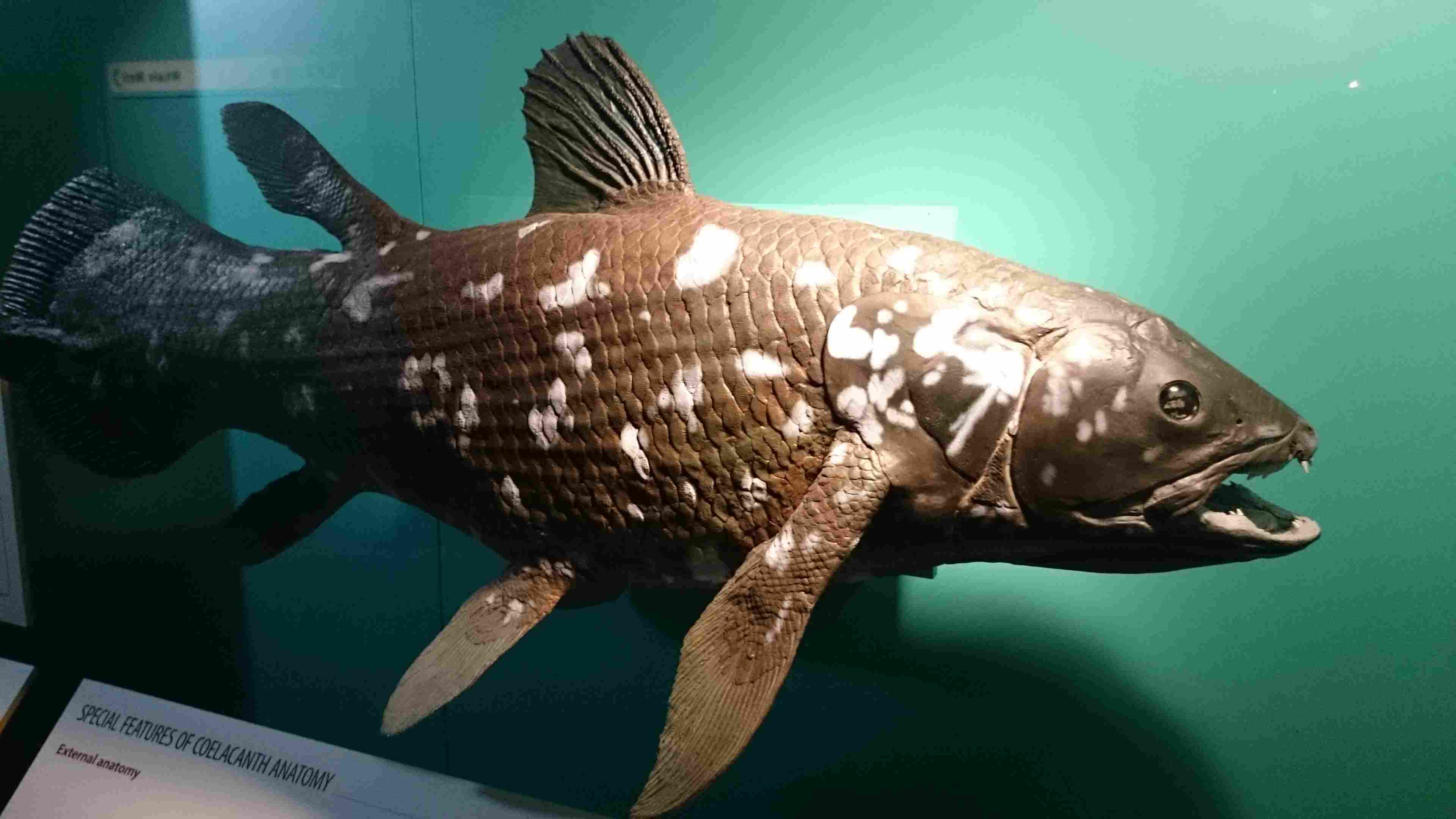Coelacanth The Living Fossil