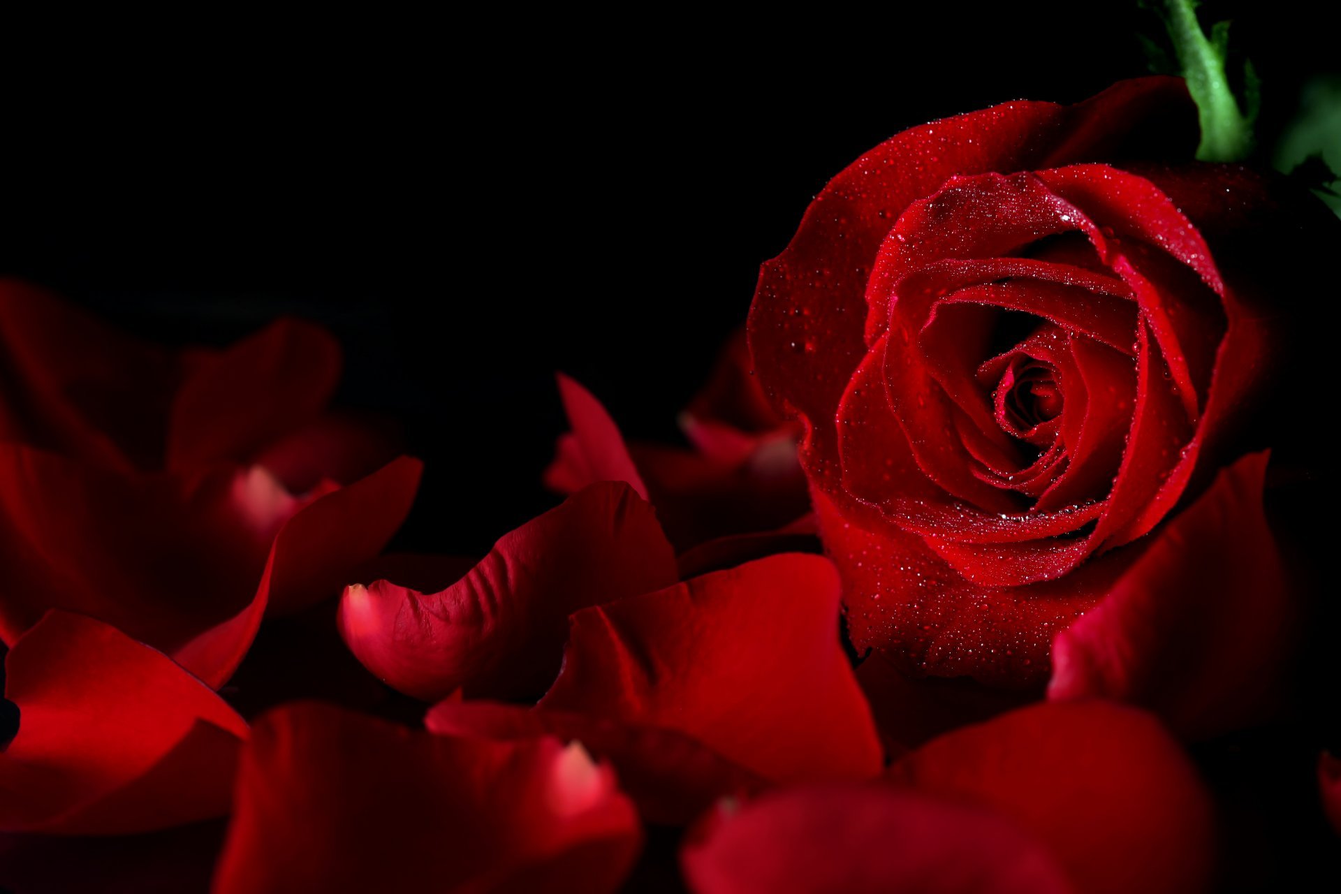 Rose Red Drops Bud Petals Black Background Flower HD Wallpaper
