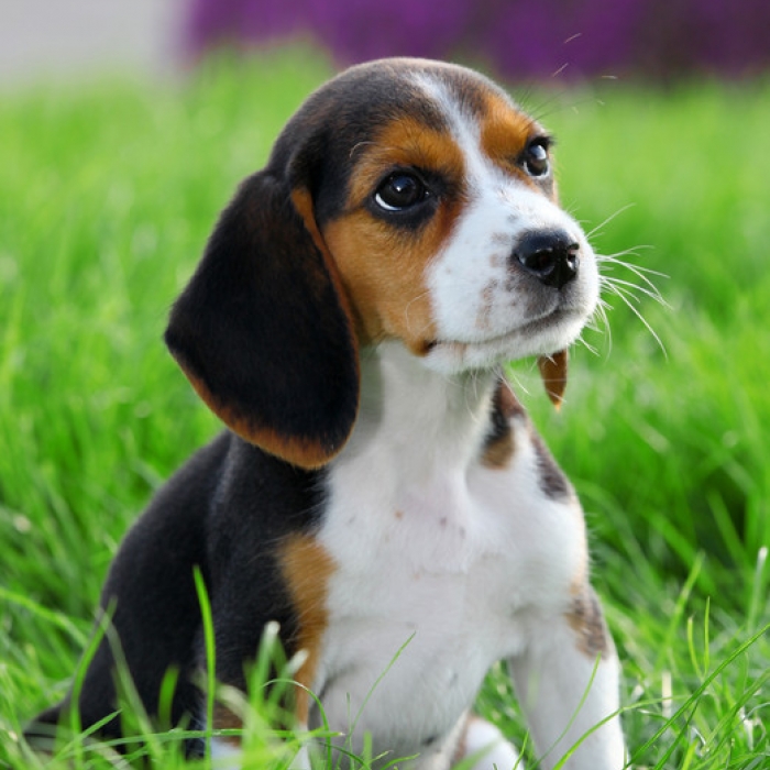 Beagle Puppies Love Qoutes