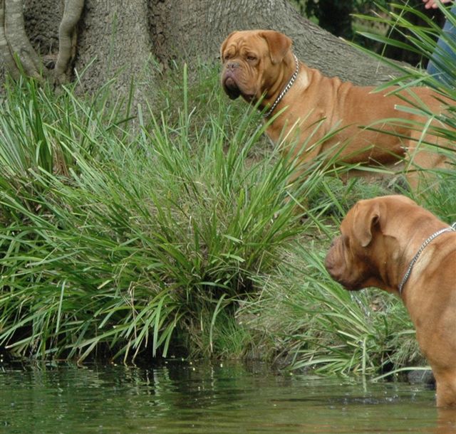 De Bordeaux Dogs In The Water Photo And Wallpaper Beautiful Dogue