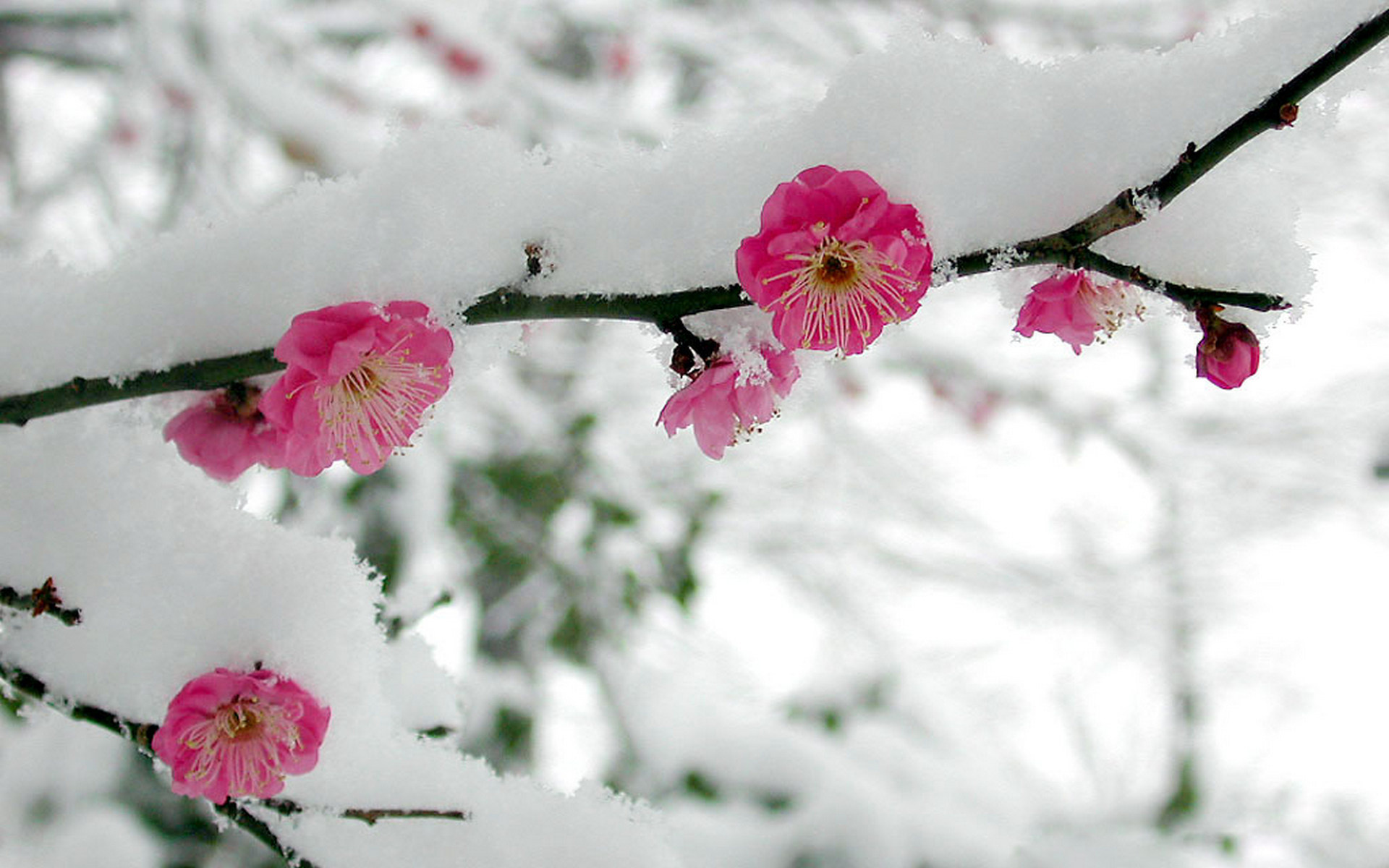 Wallpaper Snow Cherry Blossom Flower Winter Branch