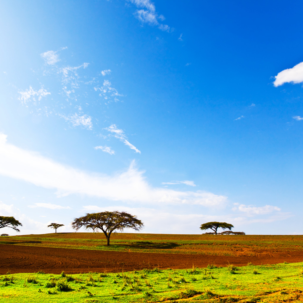 Grasslands Of Africa iPad Background Best Wallpaper