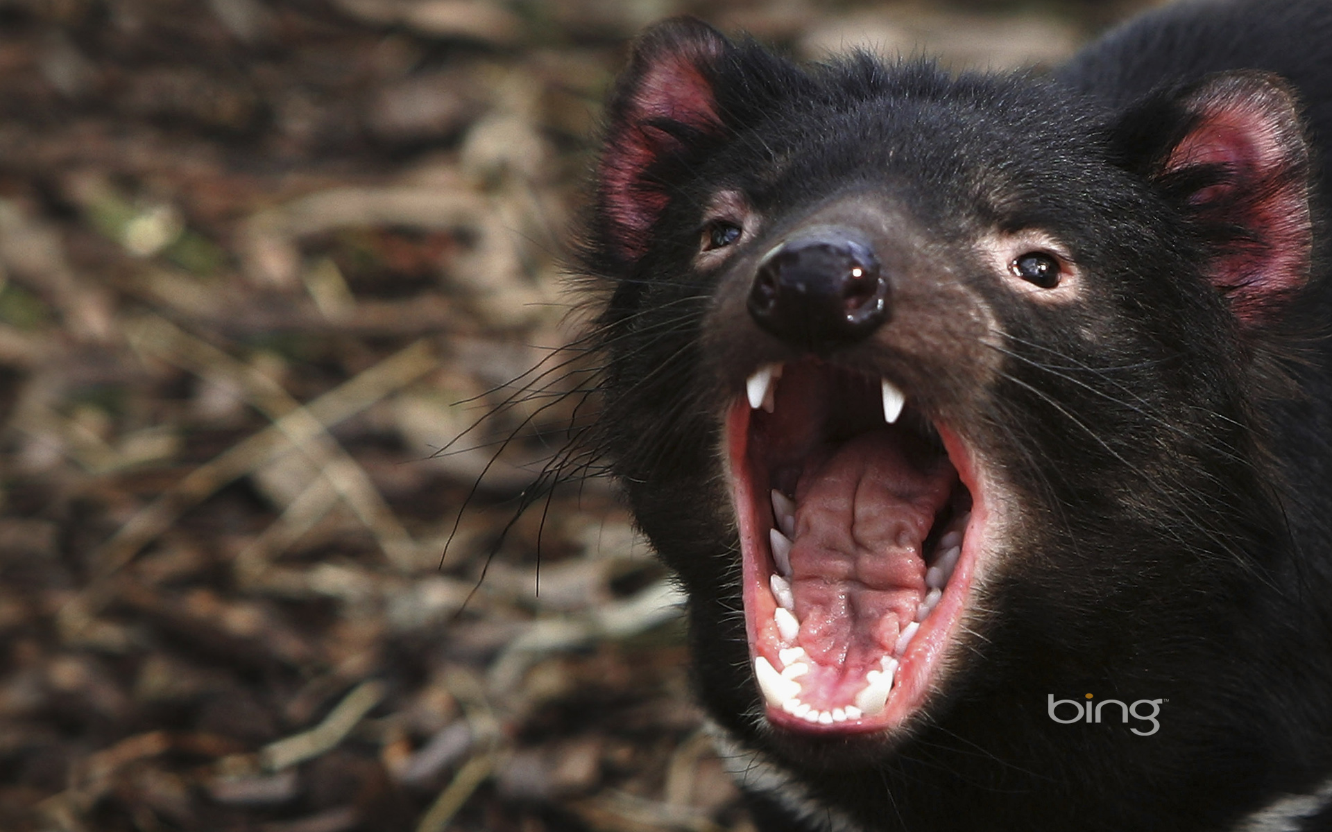 Australian Animals Image Tasmanian Devil Wallpaper Photos