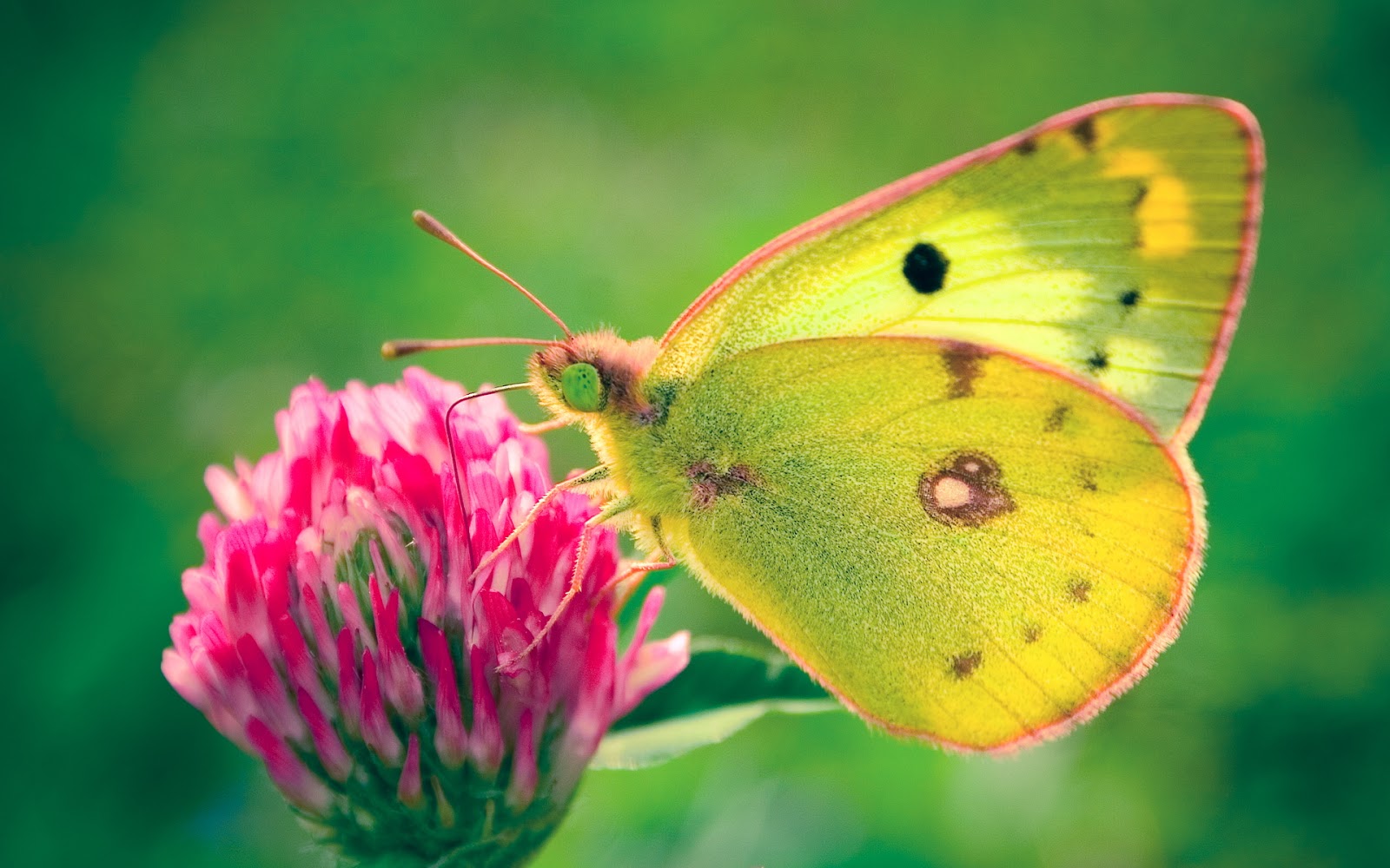 Beautiful HD Butterfly wallpapers New Wallpapers HD 1080i