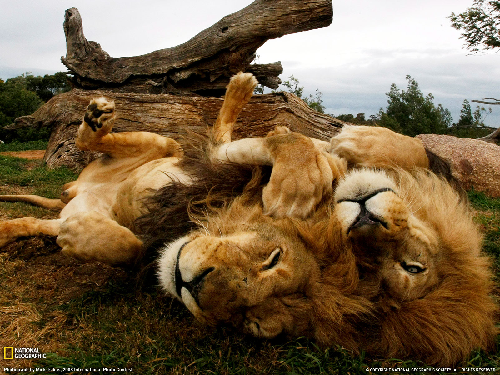 Lion Brothers Photo Australia Wallpaper National Geographic