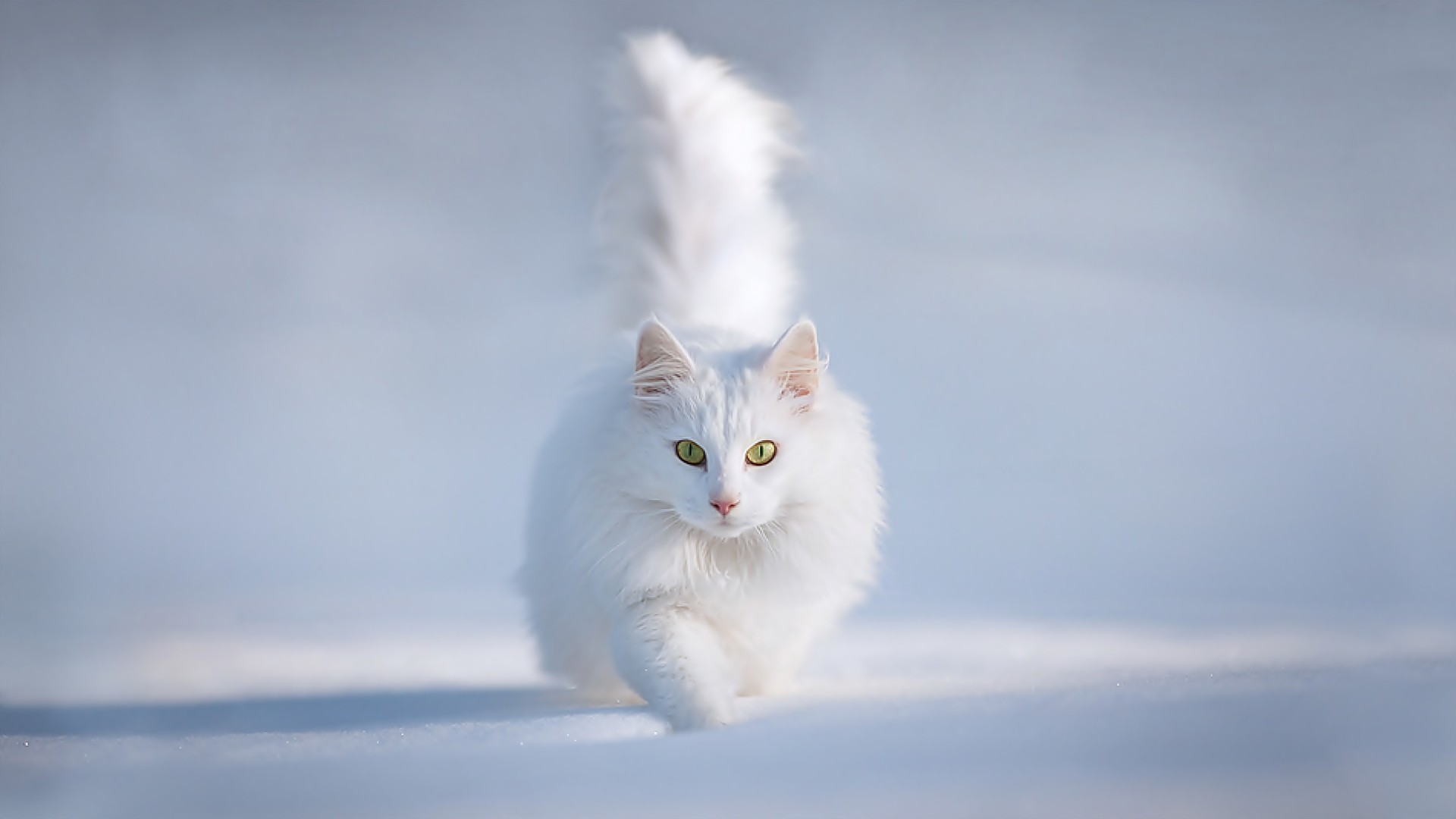 Cute White Persian Cat In Snow Wallpaper High Resolution