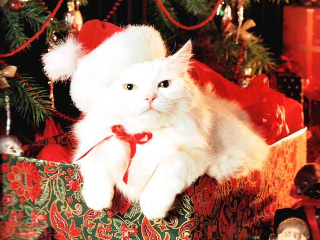 A Lovely Cat On Christmas Wallpaper World