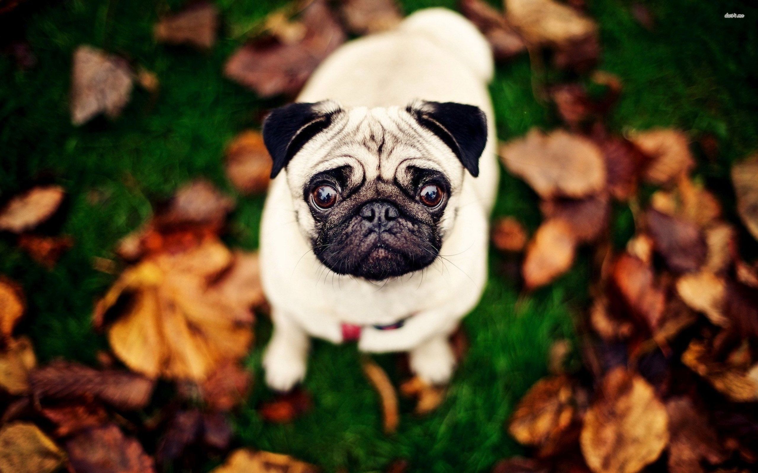 Animal Planet Wallpaper