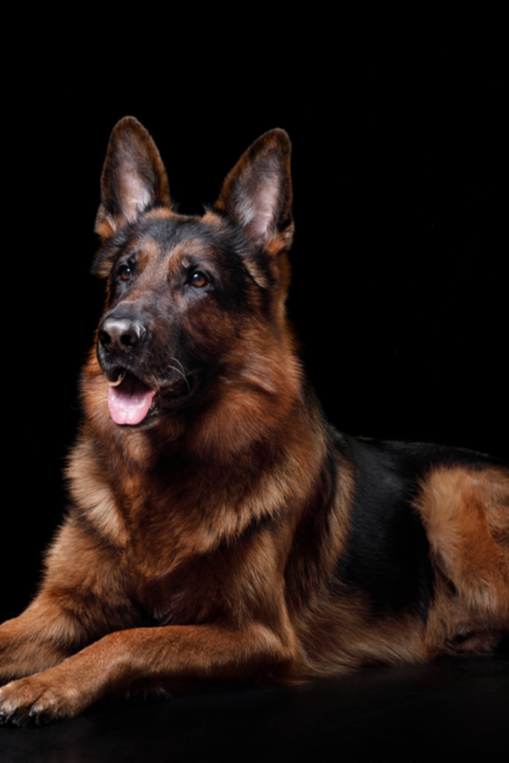 Obedient Dog German Shepherd On A Black Background Germanshepherd