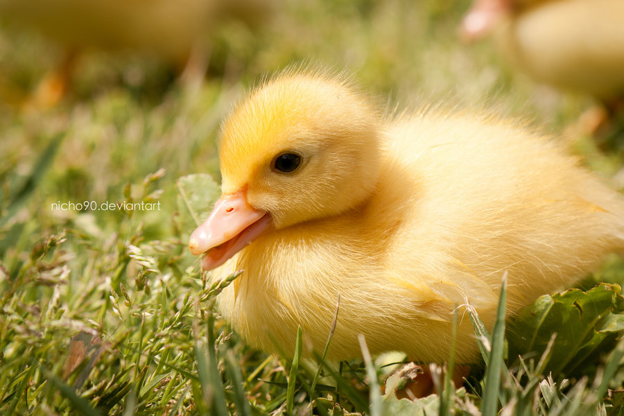 Baby Duck by Nicho90 on