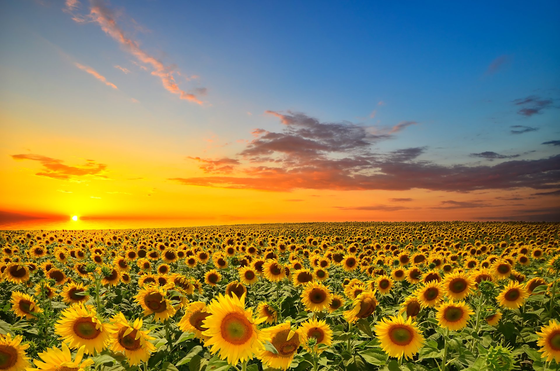 4k Sunflower Wallpaper Background Image
