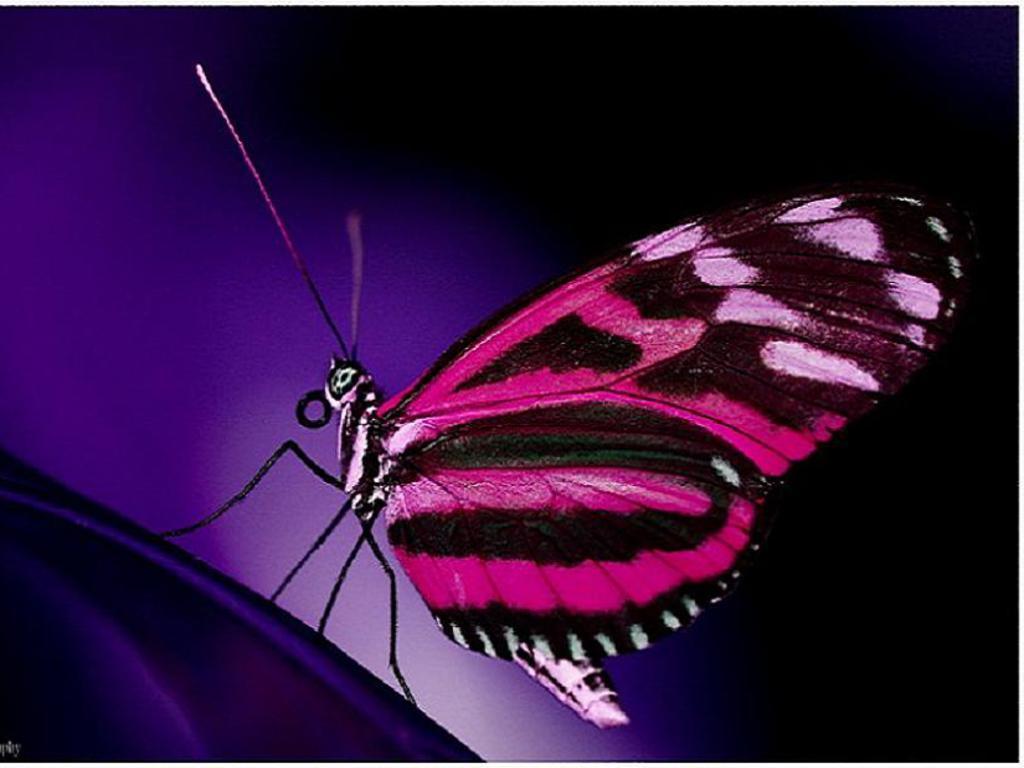 Wallpaper Design Pink Butterfly