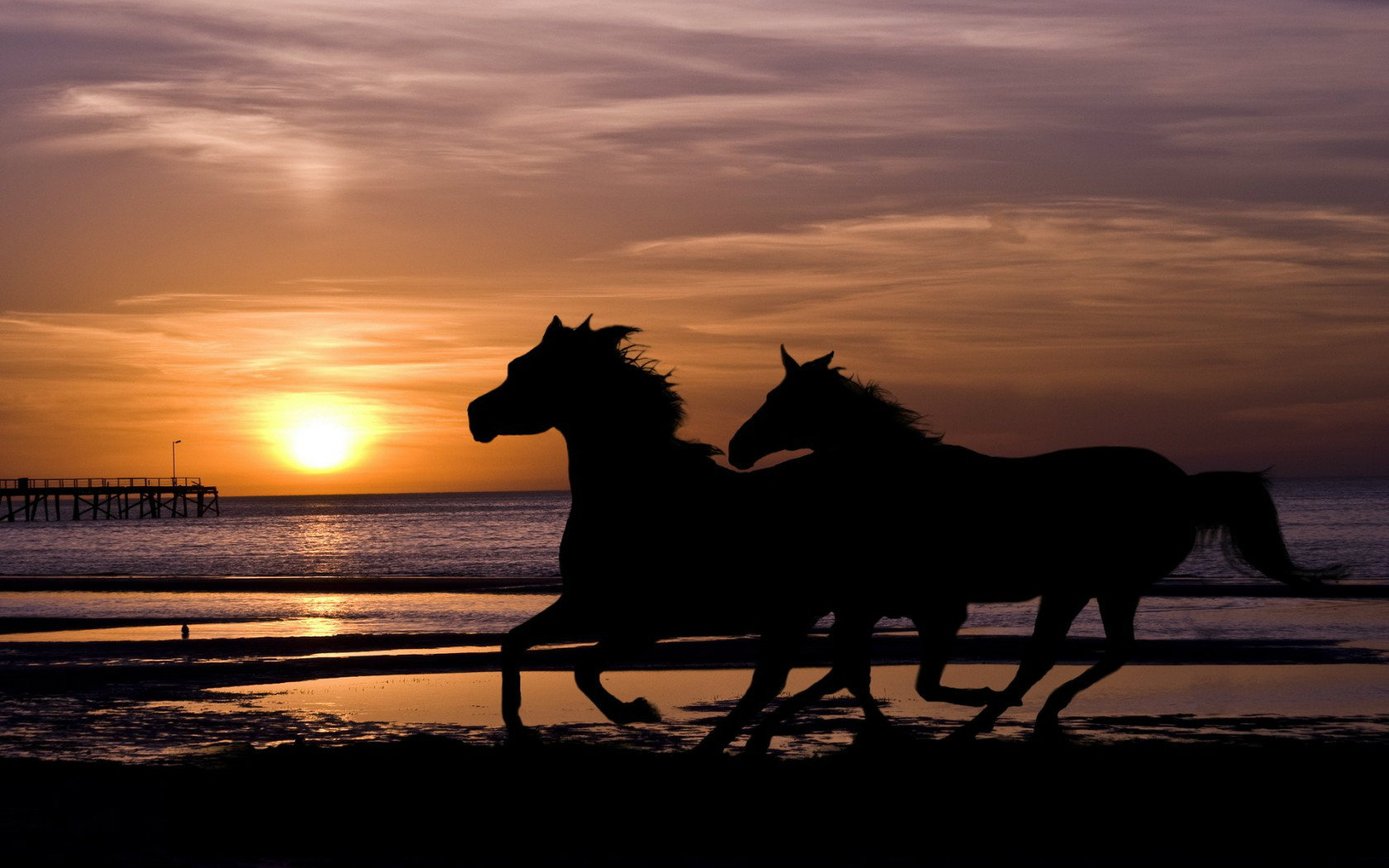 Horses Running On The Beach At Sunset Imgkid