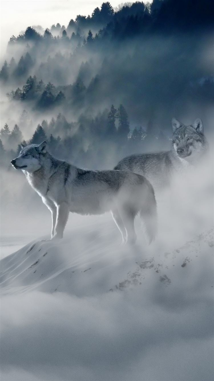 Best Wolf iPhone HD Wallpaper