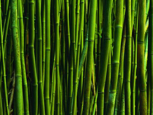 Wallpaper Bamboo Design