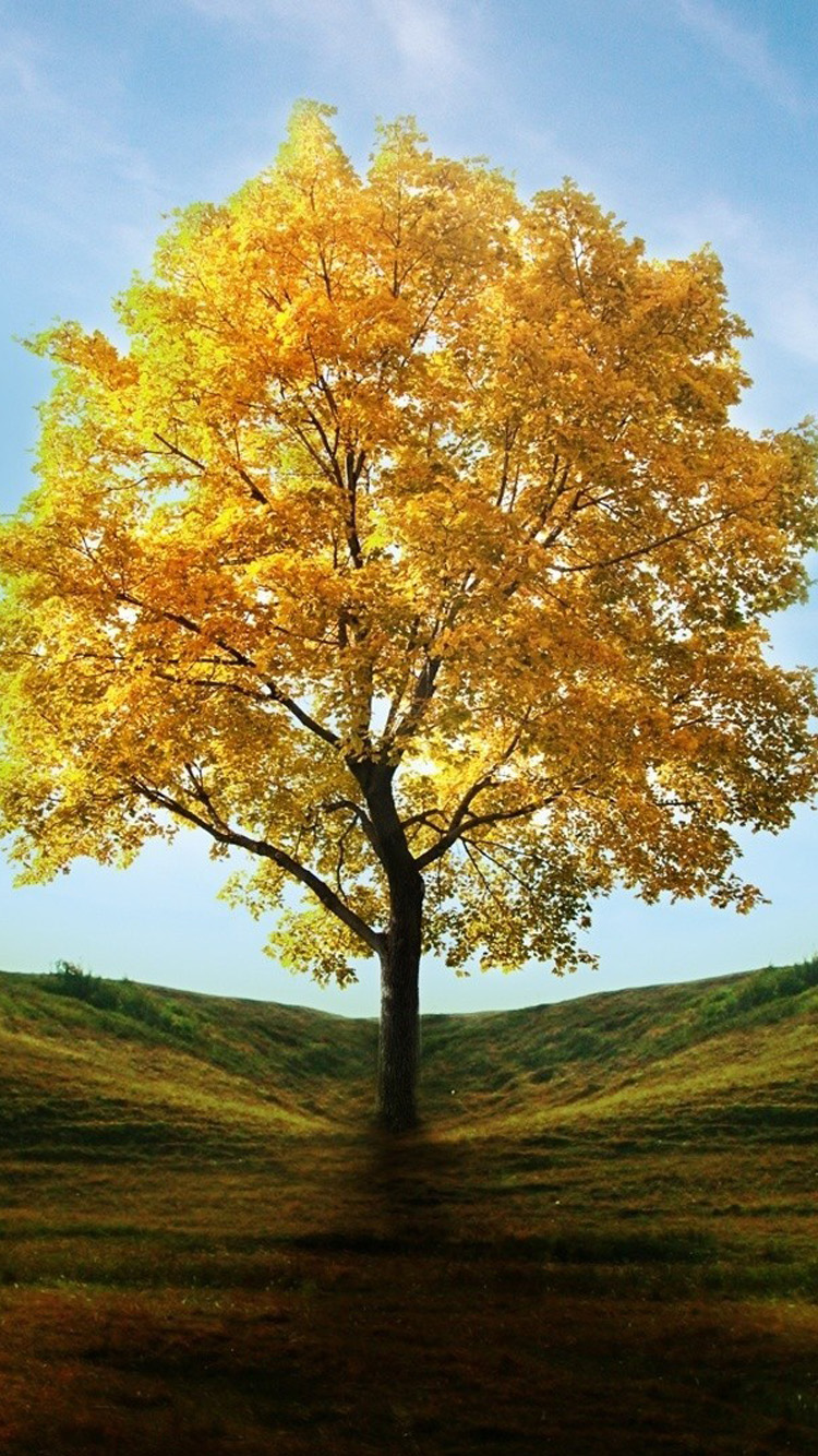 Beautiful Natural Scenery Trees iPhone Wallpaper HD