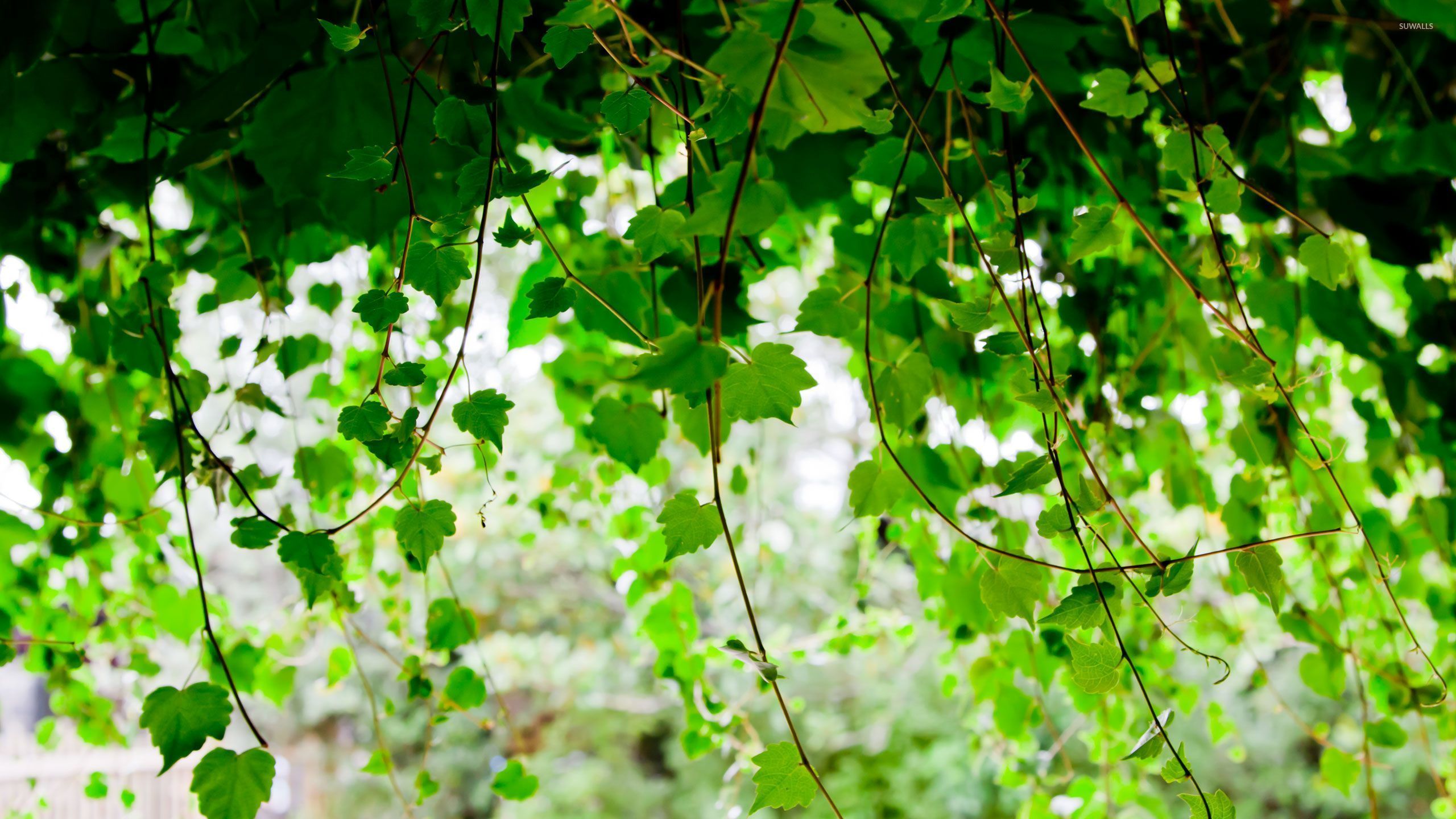 Ivy Wallpaper Nature