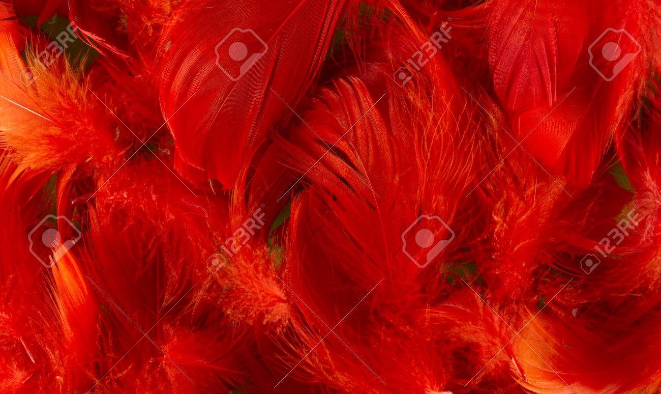 Red feathers, Feathers, Down, Red HD wallpaper
