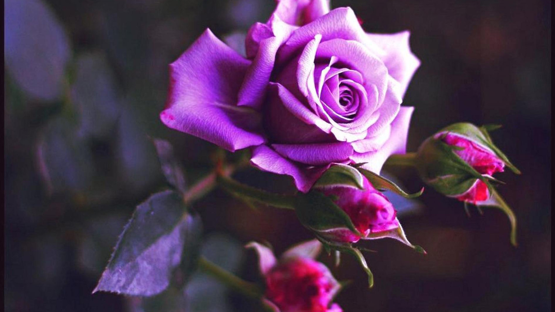 A close-up of a vibrant purple rose in full bloom, with smaller rosebuds and dark green leaves surrounding it. The image exudes elegance and beauty