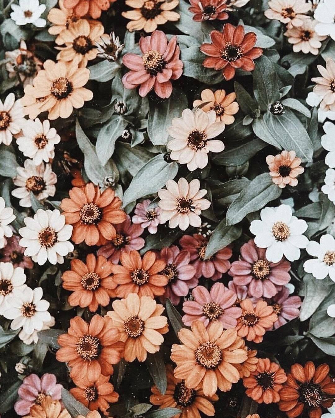 Download Rustic Flowers In Spring Iphone Wallpaper