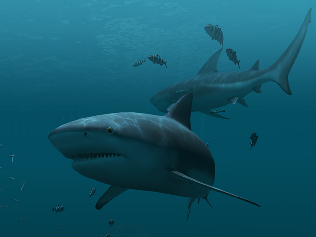 Screensavers Sharks Animated Wallpaper Deep Sea Lives Of