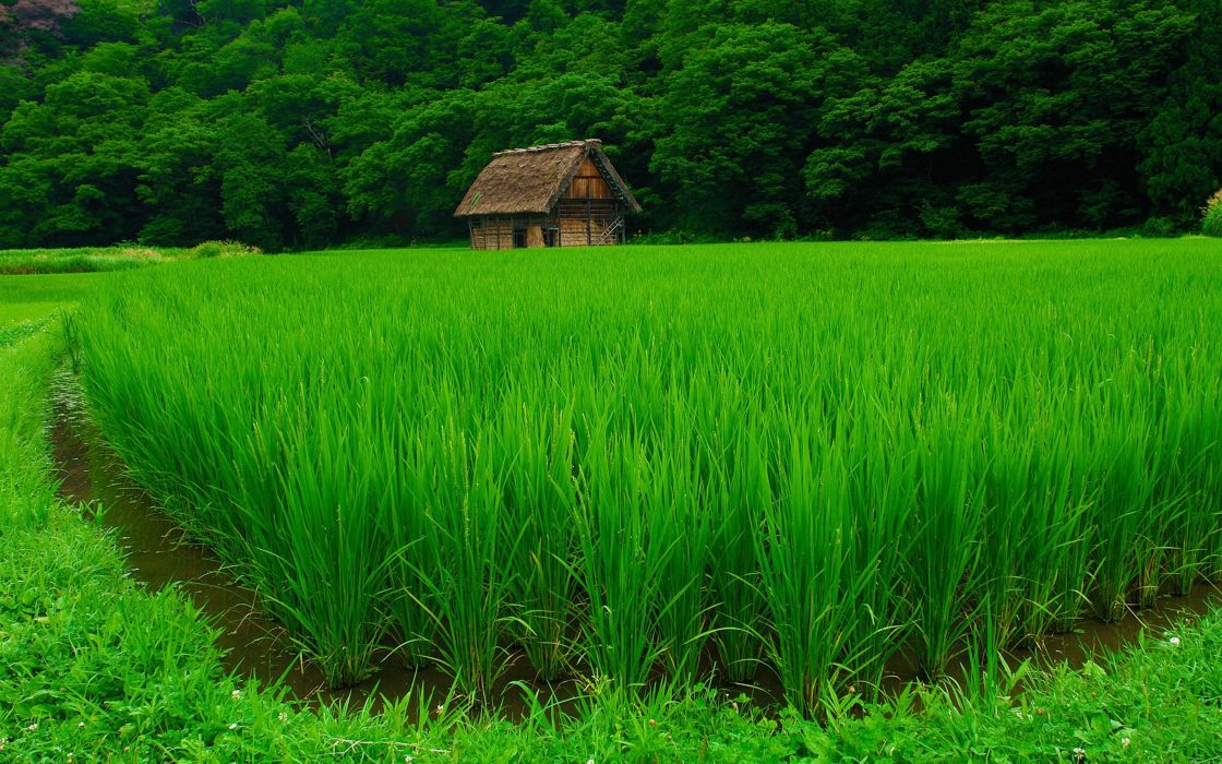 Fields Grass Nature Houses Jungle Forest Green Landscapes