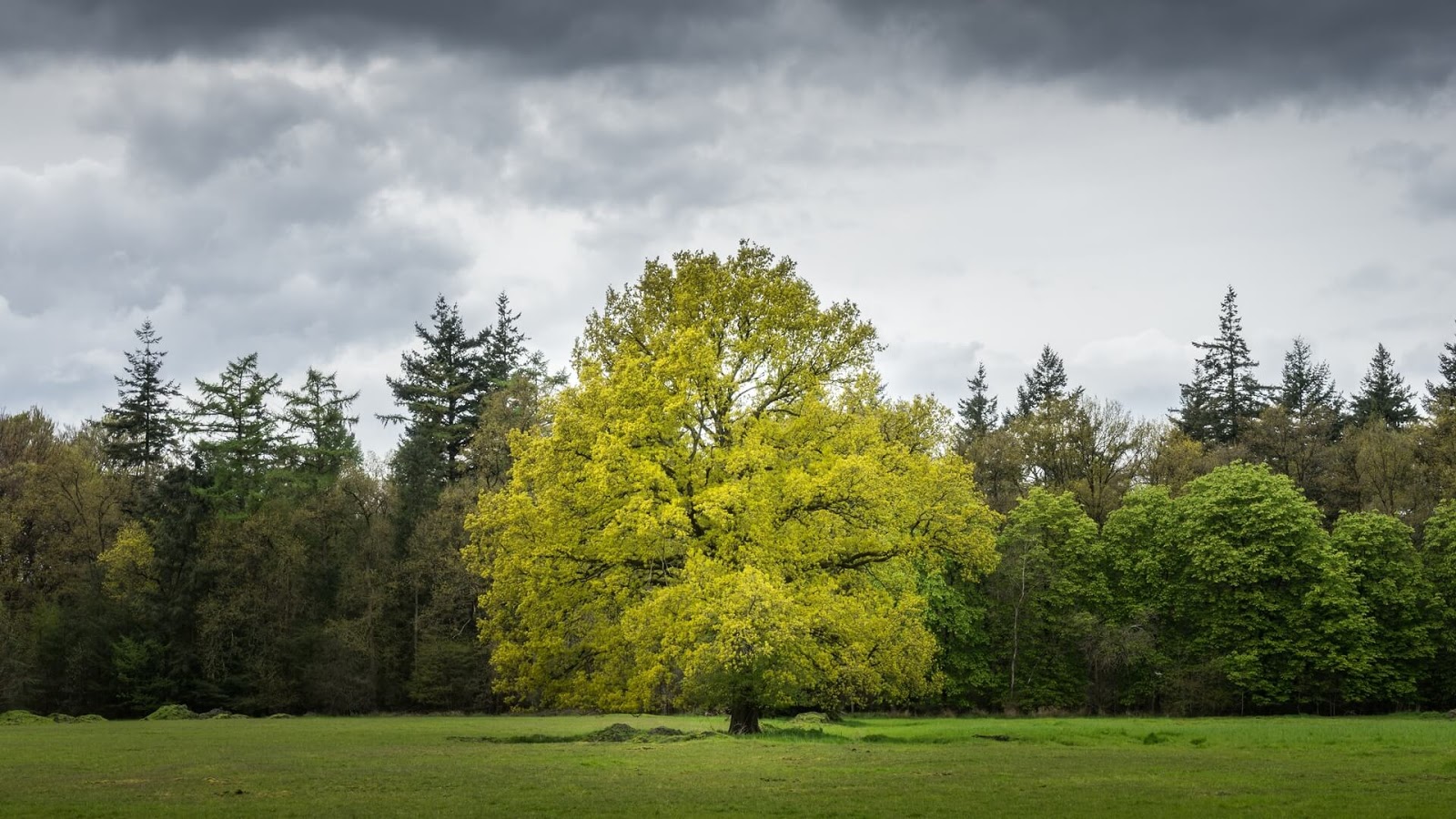 Light Green Tree Wallpaper