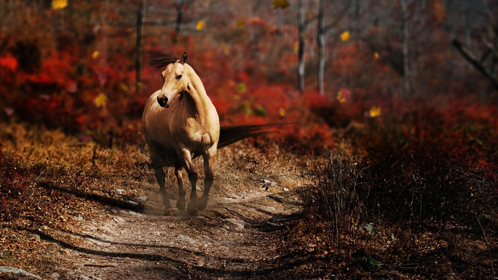 wallpaper latest horse wallpaper awesome horse wallpaper pair horse