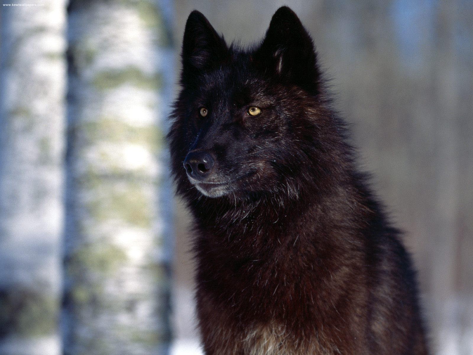 Black Wolf Of My Heart