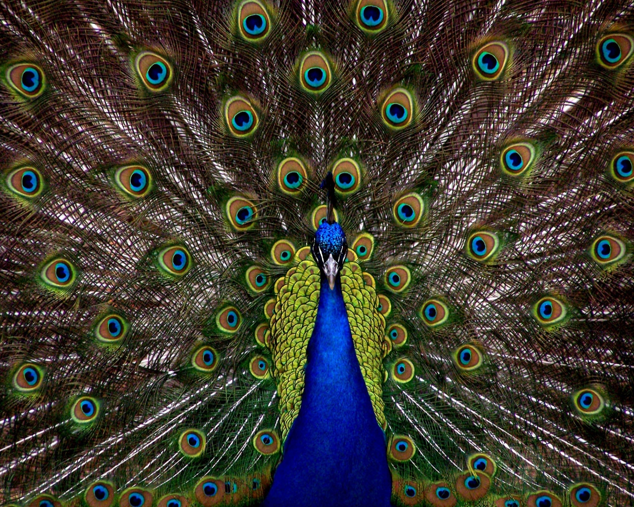 Peacock Desktop Wallpaper