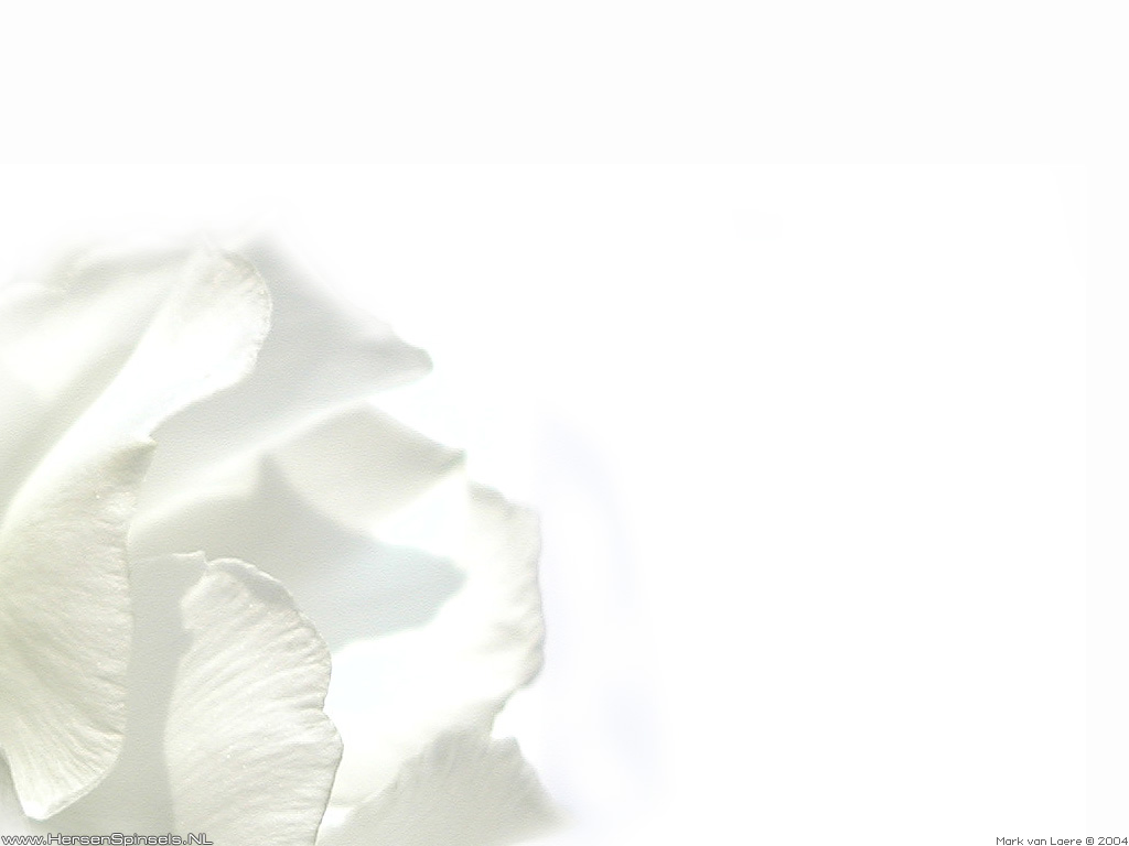 White Oleander Android Wallpaper