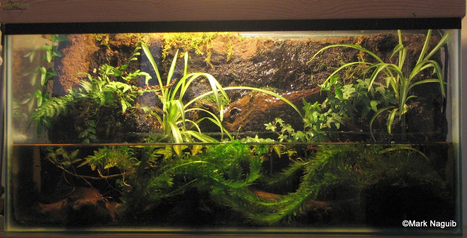 Newt Paludarium With Planted Background Image Aquarium