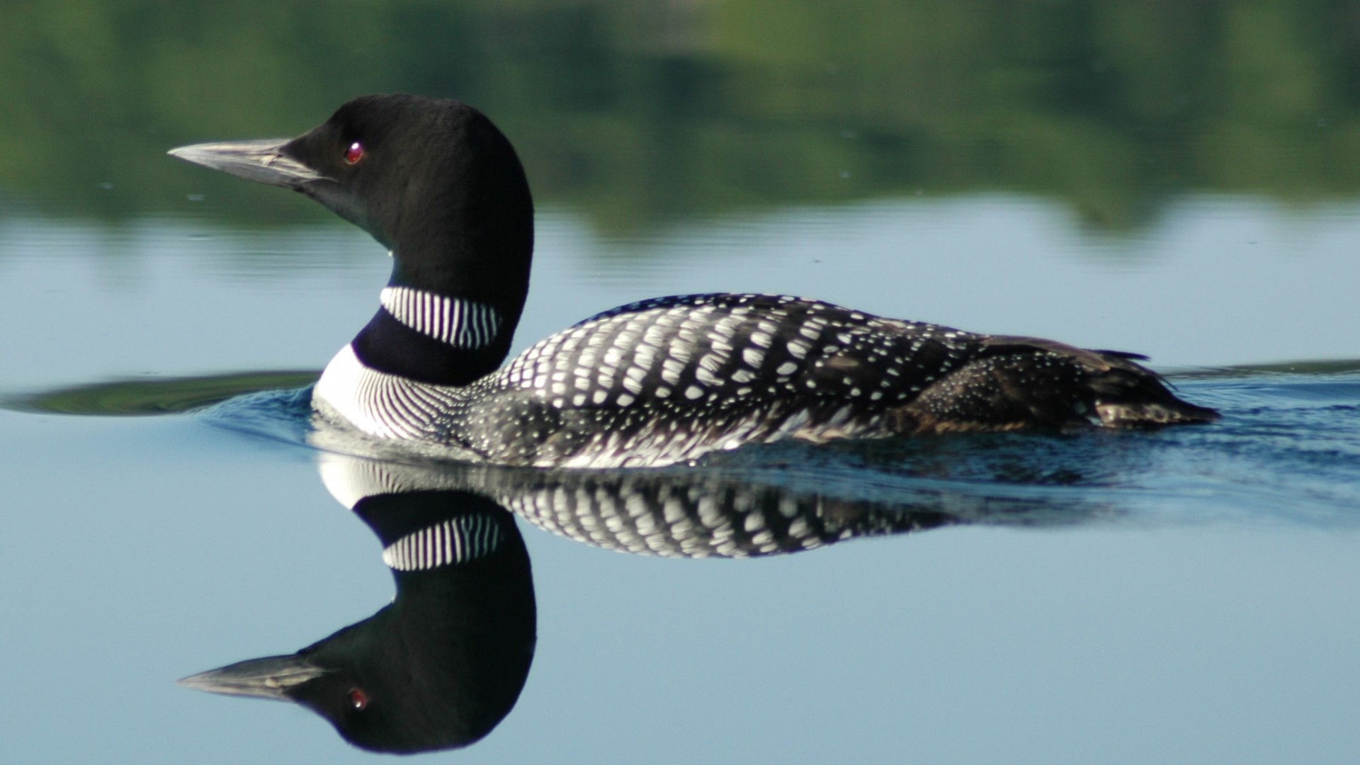 Screenheaven Canadian Loon Birds Lakes Reflections