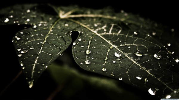 leafy droplets   Ultra HD 4K Wallpapers   Open your eyes 3840x2160